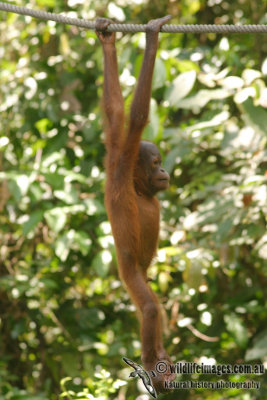 Orangutan 3872.jpg