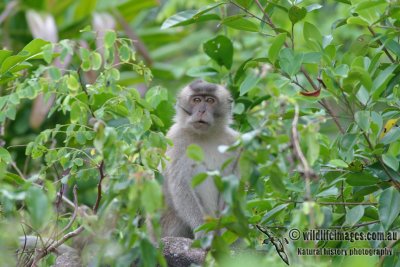 Long-tailed Macaque 2887.jpg