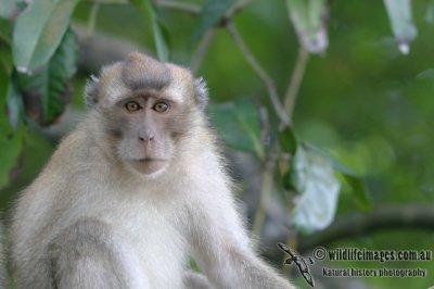 Long-tailed Macaque 2893.jpg