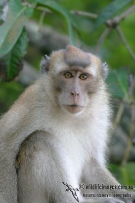 Long-tailed Macaque 2896.jpg