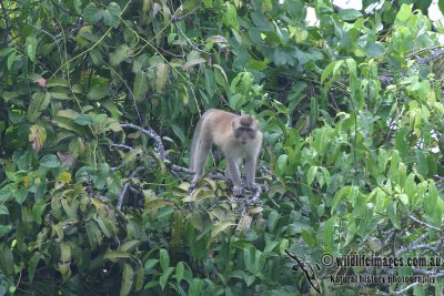 Long-tailed Macaque 2898.jpg