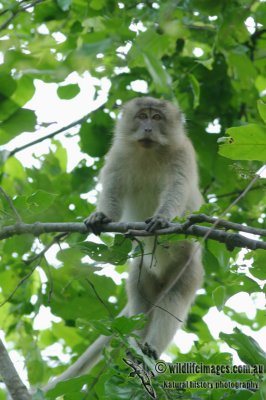 Long-tailed Macaque 2949.jpg