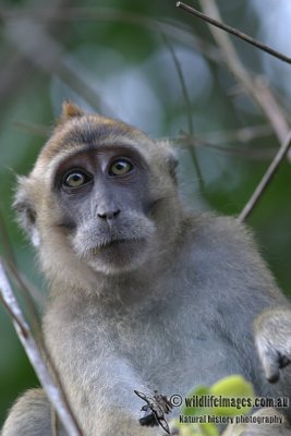 Long-tailed Macaque 3181.jpg