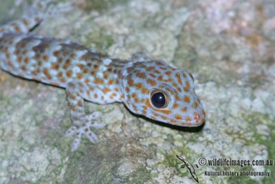 Tokay Gecko - Gekko gecko