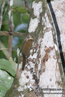 Plain Pygmy Squirrel 3259.jpg