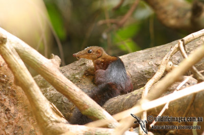 Large Treeshrew - Tupaia tana