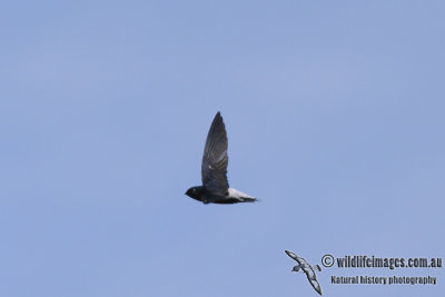 Silver-rumped Spinetail 3700.jpg