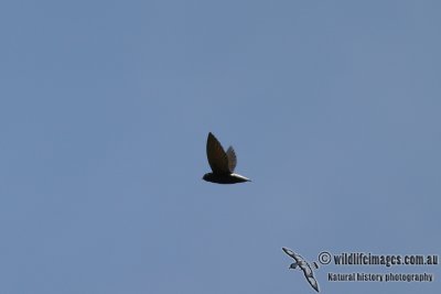 Silver-rumped Spinetail 3707.jpg