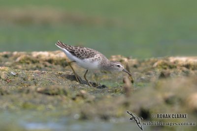 Long-toed Stint 0794.jpg