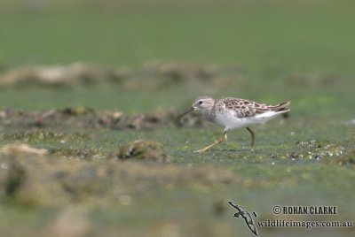 Long-toed Stint 0796.jpg