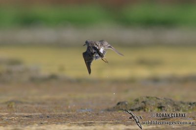 Long-toed Stint 2097.jpg