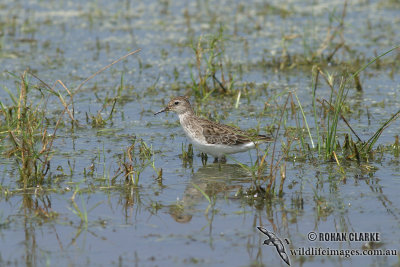 Long-toed Stint 2191.jpg