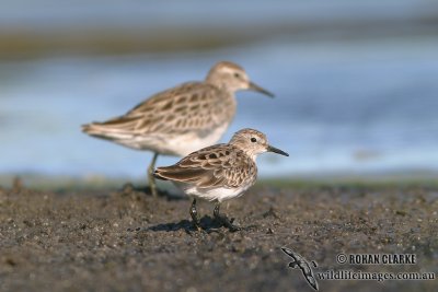 Long-toed Stint 2433.jpg