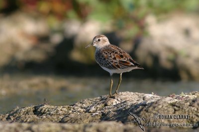 Long-toed Stint 4011.jpg