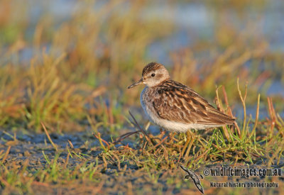 Long-toed Stint a6431.jpg