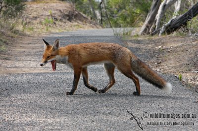 Red Fox 5926.jpg