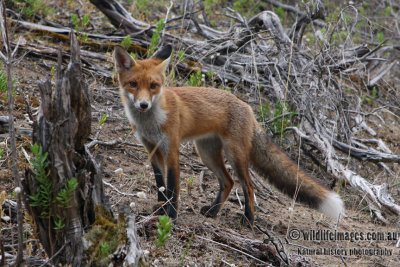 Red Fox 5932.jpg
