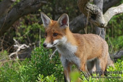 Red Fox 5974.jpg