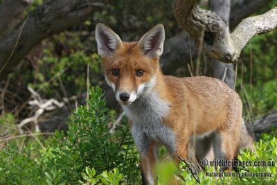 Red Fox 5975.jpg