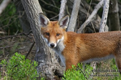 Red Fox 5984.jpg