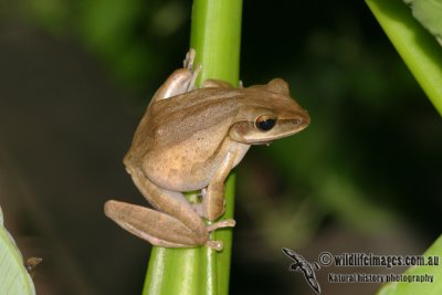 Four-lined Tree Frog - Polypedates leucomystax