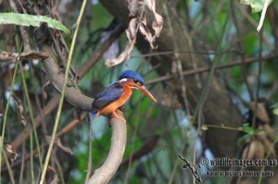 Blue-eared Kingfisher - Alcedo meninting