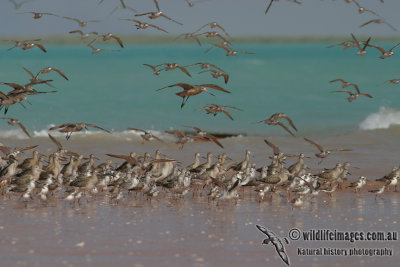 Shorebirds 9366.jpg