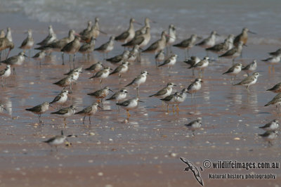 Shorebirds 9407.jpg