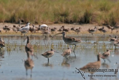 Eurasian Curlew 6254.jpg