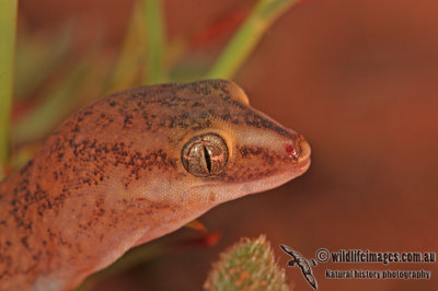 Diplodactylus conspicillatus a5240.jpg