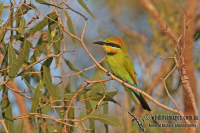 Rainbow Bee-eater a5510.jpg