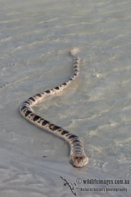 Stokes' Sea Snake - Astrotia stokesii