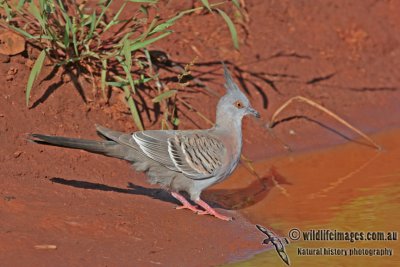 Crested Pigeon a4810.jpg