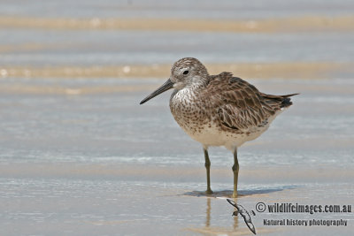 Great Knot a2217.jpg