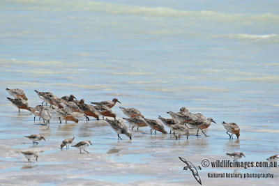 Red Knot a4121.jpg