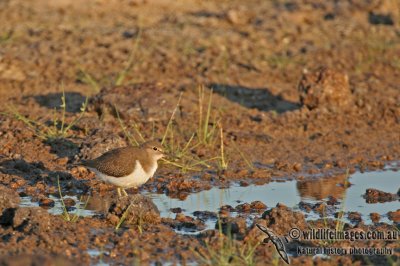 Common Sandpiper a0128.jpg