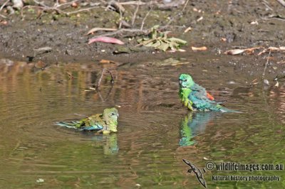 Red-rumped Parrot a3874.jpg