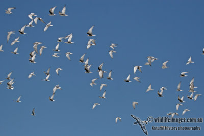 White-winged Black Tern a5382.jpg