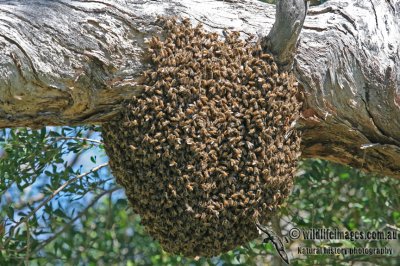 European Honey Bee - Apis mellifera