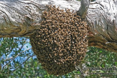European Honey Bee - Apis mellifera
