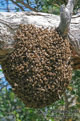 European Honey Bee a3284.jpg