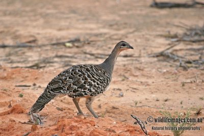 Malleefowl a3379.jpg