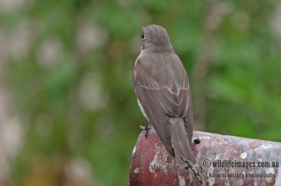 Grey-streaked Flycatcher a8065.jpg