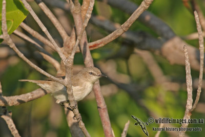 Dusky Gerygone a6052.jpg