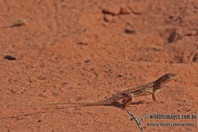 Military Dragon - Ctenophorus isolepis