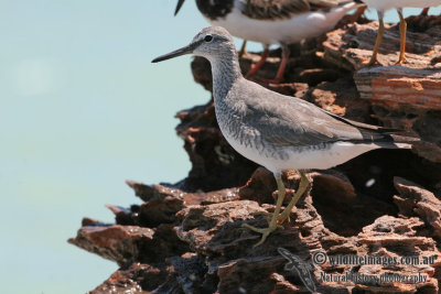 Grey-tailed Tattler a5790.jpg