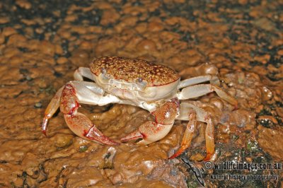 Freshwater Crab - Austrothelphusa transversa