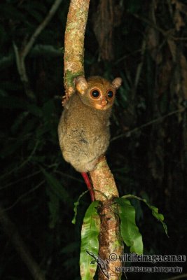 Horsfields Tarsier 6354.jpg