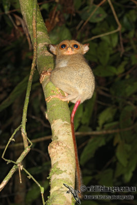 Horsfields Tarsier 6375.jpg