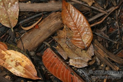 Megophrys nasuta 6451.jpg